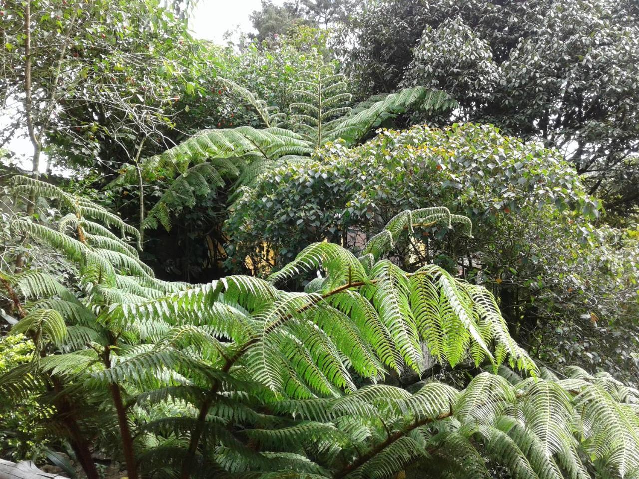 King Fern Cottage Nuwara Eliya Luaran gambar